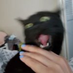 Screaming black cat