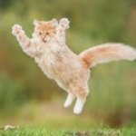 Cat jumping