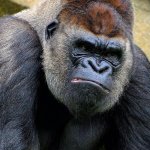 Angry gorilla