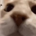 Hello chat (Jumping cat) GIF Template