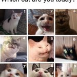 Which cat are you today