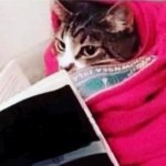 CAT READING A BOOK, CUTE CAT, KITTY meme