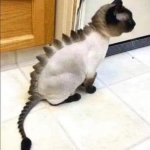 Stegosaurus cat