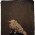 Dog with pipe 1875
