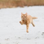 cat running away