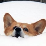Doggo in the snow