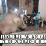 Sassy | FEED ME MEOW OR YOU'RE CLEANING UP THE MESS, HOOMAN! | image tagged in sassy | made w/ Imgflip meme maker