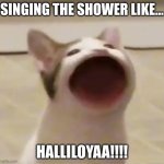 Pogs cats | SINGING THE SHOWER LIKE... HALLILOYAA!!!! | image tagged in pog cat,lol | made w/ Imgflip meme maker