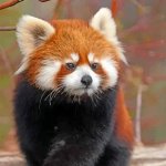 Angry panda template