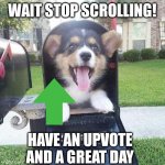 Cute doggo in mailbox | WAIT STOP SCROLLING! HAVE AN UPVOTE AND A GREAT DAY | image tagged in cute doggo in mailbox,cute,dogs,wholesome,memes,upvote | made w/ Imgflip meme maker