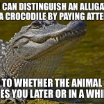 Laughing Alligator | YOU CAN DISTINGUISH AN ALLIGATOR FROM A CROCODILE BY PAYING ATTENTION; TO WHETHER THE ANIMAL SEES YOU LATER OR IN A WHILE | image tagged in laughing alligator | made w/ Imgflip meme maker
