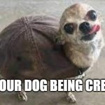 pov ur dog pretending to be a turtle | POV: YOUR DOG BEING CREATIVE | image tagged in turtle doggo | made w/ Imgflip meme maker