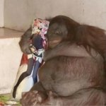Kong with pillow