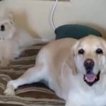 Dog wagging tail on other dog GIF Template