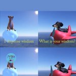 Wisdom dog | ANIMAL'S RIGHT | image tagged in wisdom dog | made w/ Imgflip meme maker