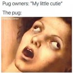 Pug owners vs pug meme