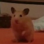 Hamster