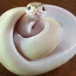 Cute snake