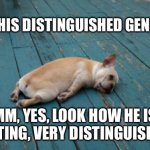 DISTINGUISHED | LOOK AT HIS DISTINGUISHED GENTLEMAN, MM, YES, LOOK HOW HE IS SITTING, VERY DISTINGUISHED | image tagged in tired dog | made w/ Imgflip meme maker