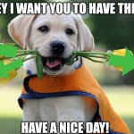 Hope u are doing good! | HEY I WANT YOU TO HAVE THIS! HAVE A NICE DAY! | image tagged in cute dog,fun,cute,dog | made w/ Imgflip meme maker