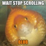 wait stop scrolling "blub" | WAIT STOP SCROLLING; BLUB | image tagged in fat goldfish,wait,stop,scolling,bulb,oh wow are you actually reading these tags | made w/ Imgflip meme maker