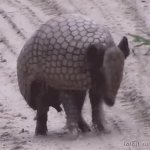 Armadillo curl up meme