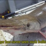 alligator gar