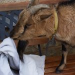 Goat eating cloth