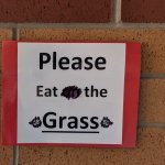 Pls eat the grass