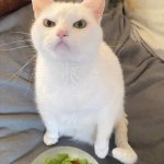 angry salad cat