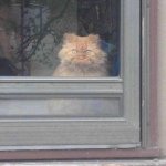Cat Stares Out Window