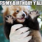Celebratory (Red) Panda | IT'S MY BIRTHDAY Y'ALL! | image tagged in celebratory red panda | made w/ Imgflip meme maker