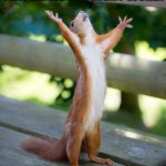 Hallelujah | ME WHEN SPEECH TO TEXT HEARS THE RIGHT WORD. HALLELUJAH! | image tagged in hallelujah | made w/ Imgflip meme maker