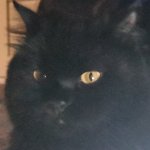 Black cat staring at you