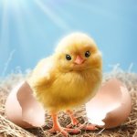 Cute Chick template
