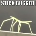 Stickbug meme