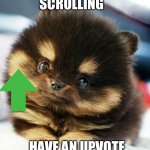 Not upvote begging And sorry if this is a repost | WAIT STOP SCROLLING; HAVE AN UPVOTE AND A GOOD DAY FRIEND | image tagged in cute eyes animal,dog | made w/ Imgflip meme maker