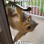 I’ll be back w/ more new animal names | U CALL THIS A SQUIRREL; I CALL IT A NUT MONKEY | image tagged in squirrel | made w/ Imgflip meme maker