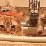 Sarcastic sink cat