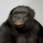 Smart Bonobo