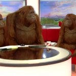 Orango - Monkey talk show