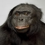 Bonobo is smarter meme
