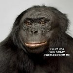 Bonobo is smarter | EVERY DAY YOU STRAY FURTHER FROM ME | image tagged in bonobo is smarter | made w/ Imgflip meme maker