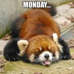 Sleepy red panda | MONDAY… | image tagged in sleepy red panda | made w/ Imgflip meme maker