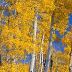 quaking aspen