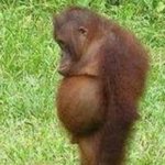 Redditors | "Hahaha, she so fat! Who'd date her?"
Also the same people making that comment: | image tagged in chubby orangutan,memes | made w/ Imgflip meme maker