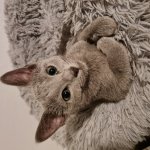 Interesting Cat