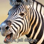My third animal renaming! | Zebra, huh? Nope, jail donkey. | image tagged in happy zebra | made w/ Imgflip meme maker