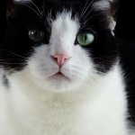 Disturbed Cat GIF Template