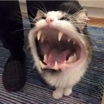cat tubarão